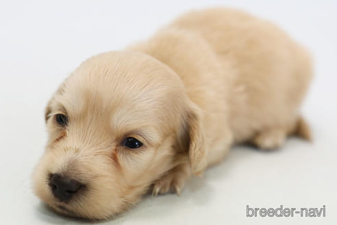 成約済の神奈川県のミニチュアダックスフンド(ロングヘアード)-223709